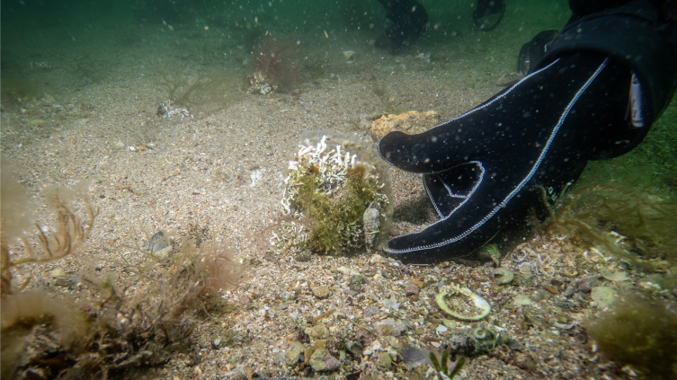 Denizlerin doğal temizleyicisi pinalar Tuzla'da bilimsel izlemede